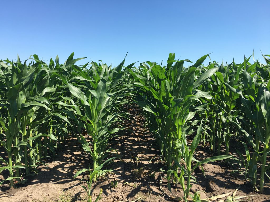 Min. Till CornSoybeans Wisconsin Integrated Cropping Systems Trial