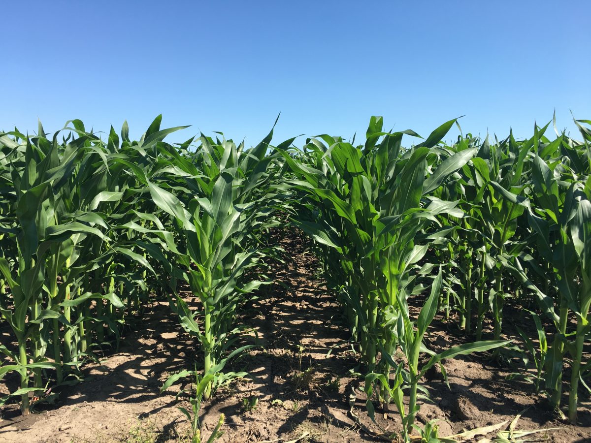 Min. Till CornSoybeans Wisconsin Integrated Cropping Systems Trial